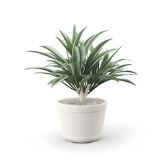 green plant in a white pot on white background
