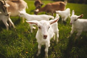 Obraz premium Baby goats on a small farm in the country. Small scale dairy goat farming in Ontario, Canada.