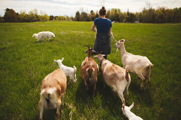 Baby goats on a small farm in the country. Small scale dairy goat farming in Ontario, Canada. - obrazy, fototapety, plakaty