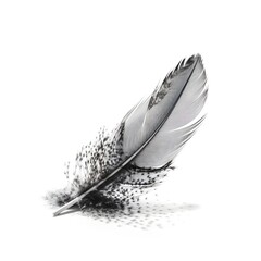 grey feather isolated on white background