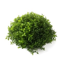 green bush on white background