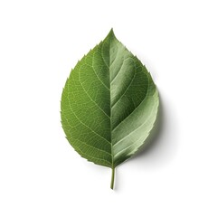 green leaf isolated on white