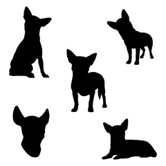 Chihuahua dog silhouettes set. Five different poses. Vector illustration.