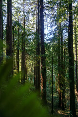 Close up shot of the redwood trees on the trail