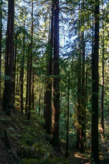Beautiful redwood trees on the trail