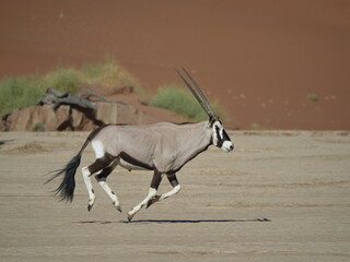 oryx in dessert ( sussevlie , namibia)