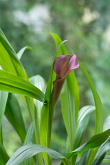 紫色のカラーの花