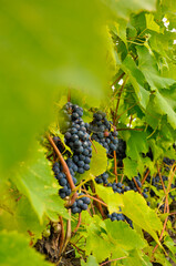 Dark grapes on the vine with green leafs