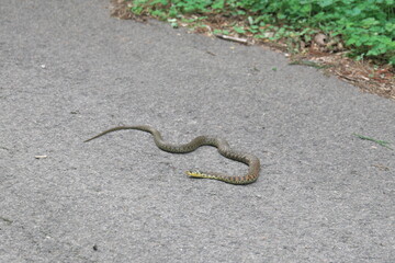 道路上の毒蛇（ヤマカガシ）２