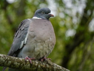 pigeon on a branch