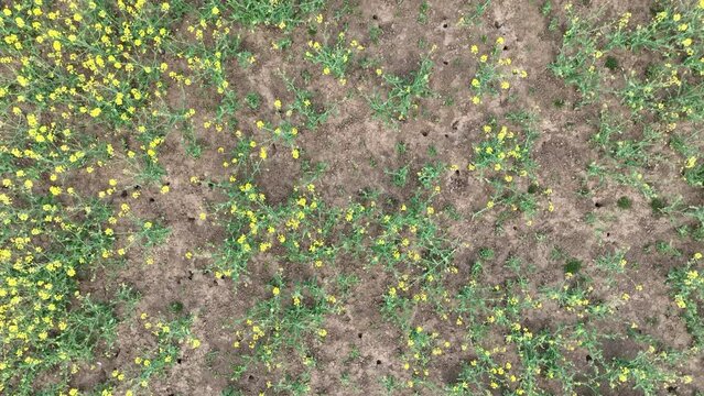 Field attacked vole common Microtus arvalis oilseed disaster extremely rape Brassica napus drone aerial plant infested short-tailed pest agrestis grey-brown overpopulation yield damage Europe