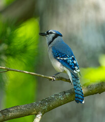 blue jay standing on the tree