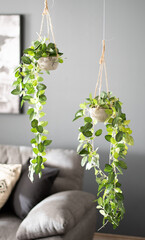 two plants are hanging from the ceiling in front of a couch