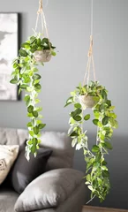 Foto auf Acrylglas two plants are hanging from the ceiling in front of a couch © JesusCarreon