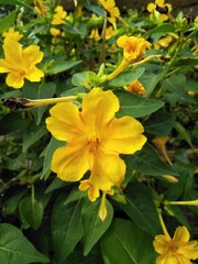 Fototapeta premium yellow flower in the garden