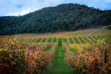 vineyard in autumn
