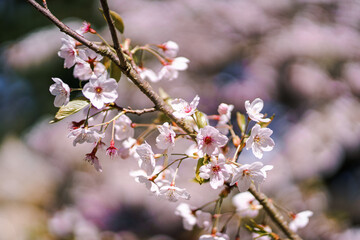 Pink Japanese Cherry blossoms in San Francisco Tea Garden