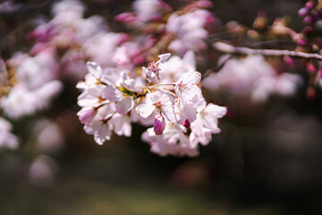 Pink Japanese Cherry blossoms in San Francisco Tea Garden
