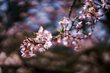 Pink Japanese Cherry blossoms in San Francisco Tea Garden