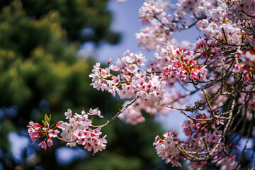 Pink Japanese Cherry blossoms in San Francisco Tea Garden