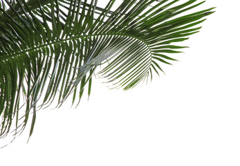 Beautiful palm leaves against sky. Tropical plant