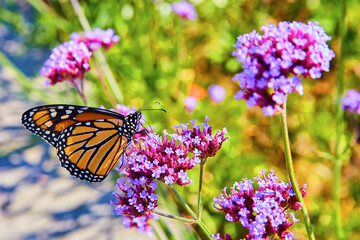 Monarch butterfly feeding and pollinating pink and purple flowers