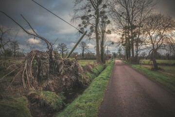 arbre arraché à Saint-Malo de la lande après la tempête Gérard