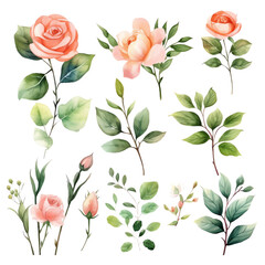 watercolor flowers  collection. herbs, herbaceous flowering plants, blooming flowers, subshrubs isolated on white background. Generative AI.