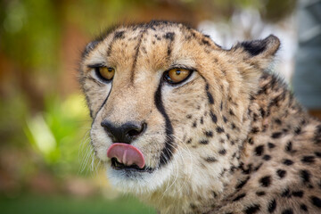 Cheetah with his tongue out licking his lips