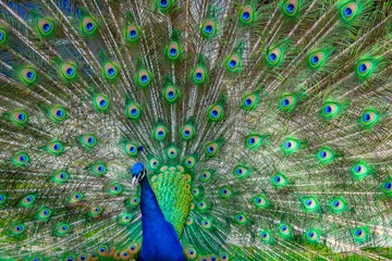 Fotobehang Peacock © JuanFelipe