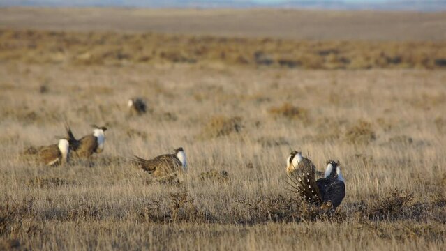 Male sage grouse fans tail feathers as others dance in dawn sun light