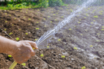 Farmer uses hose to spray water on gardens fertile soil, creating an ideal environment for plant...