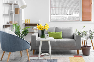 Interior of stylish living room with grey sofa, armchair and blooming narcissus flowers