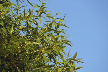 Crown of green trees and clear blue sky, spring green background, selective focus