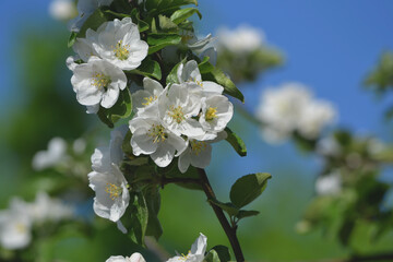 beautiful flowers on a branch of an apple tree against the background of a blurred garden