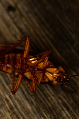 cockroach laying dead on the floor 