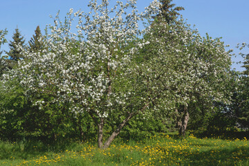 Fototapeta na wymiar Apple orchard blooming in spring. Garden with blossoming trees.