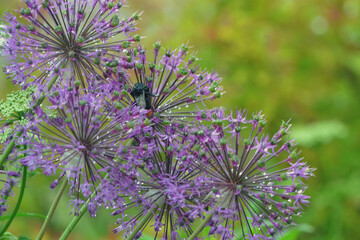 Selective focus of wet Purple Allium flower heads with raindrops - obrazy, fototapety, plakaty