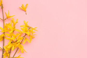 Blooming tree branches with yellow flowers on pink background