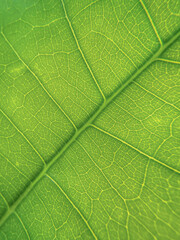 Green leaf. Close-up. View from above