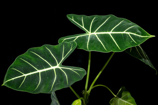 Alocasia 'Frydek' or Green Velvet Alocasia, an aroid with dark green velvety leaves and bold white ribs