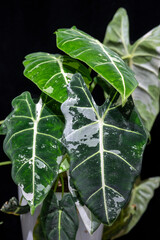 Alocasia Frydek, a variegated form of the green velvet alocasia plant, a tropical aroid plant