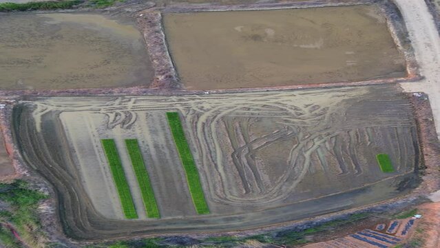 모내기철을 맞이한 바둑판 모양의 논에 물을 대고 흙을 갈아엎는 농기계