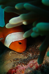 Clown anemone fish taking care of its egg - obrazy, fototapety, plakaty