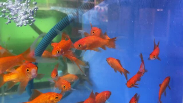A fish tank filled with many comet fish or koi goldfish which is one of the most popular ornamental fish.