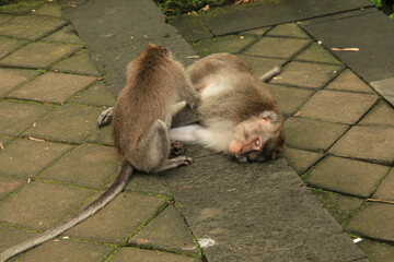 Monkeys grooming each other