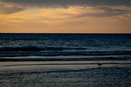 A seagull standing in the wake of the beach during dusk in Adelaide