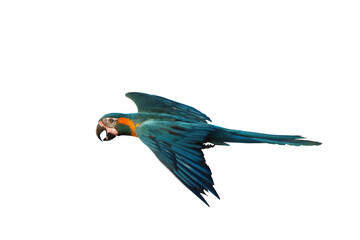 Colorful flying parrot flying isolated on transparent background png file
