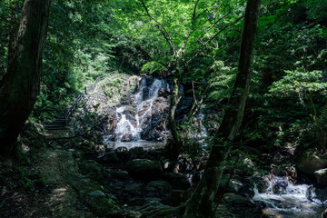 新緑の中を流れる滝