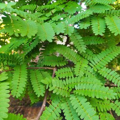 Tamarindo leaf